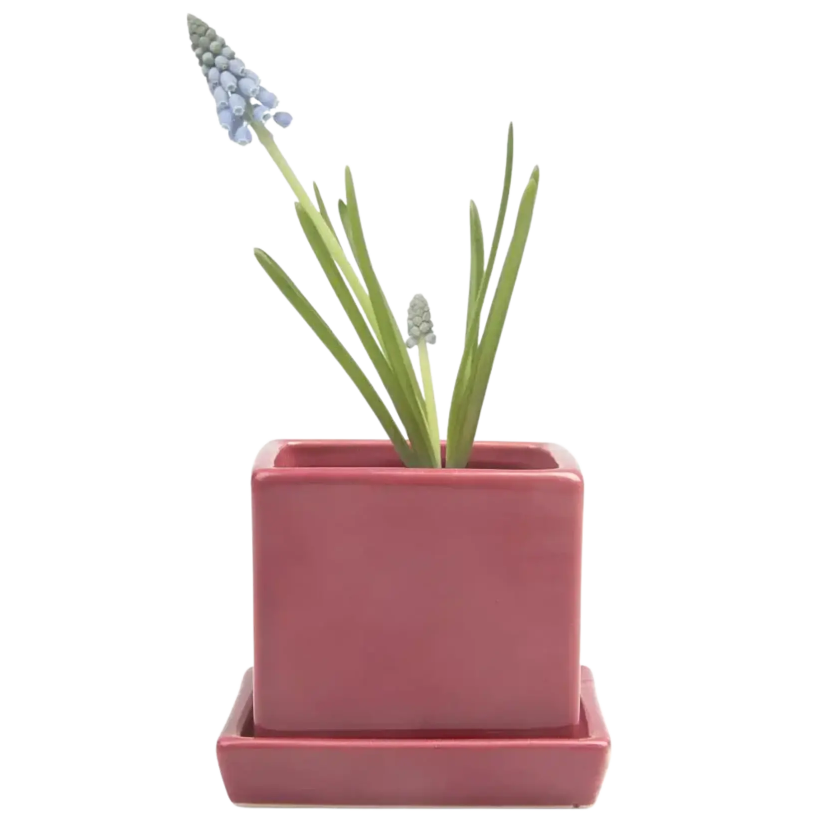 Pot, Cube w/s Raspberry 3 in