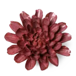 Ceramic Flower, Medium Blush Pink Star Dahlia