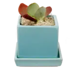Pot, Cube w/s Mint 3 in