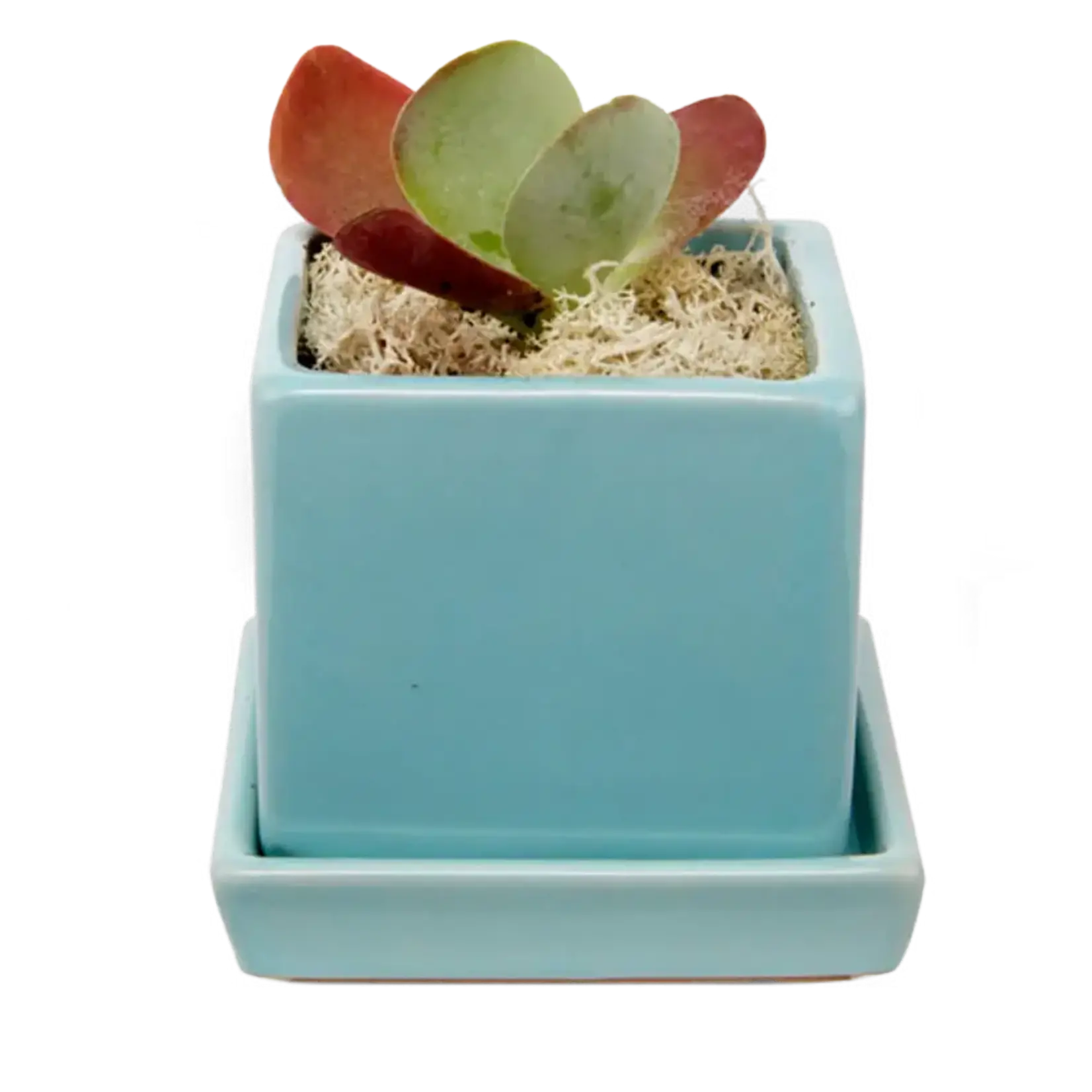 Pot, Cube w/s Mint 3 in