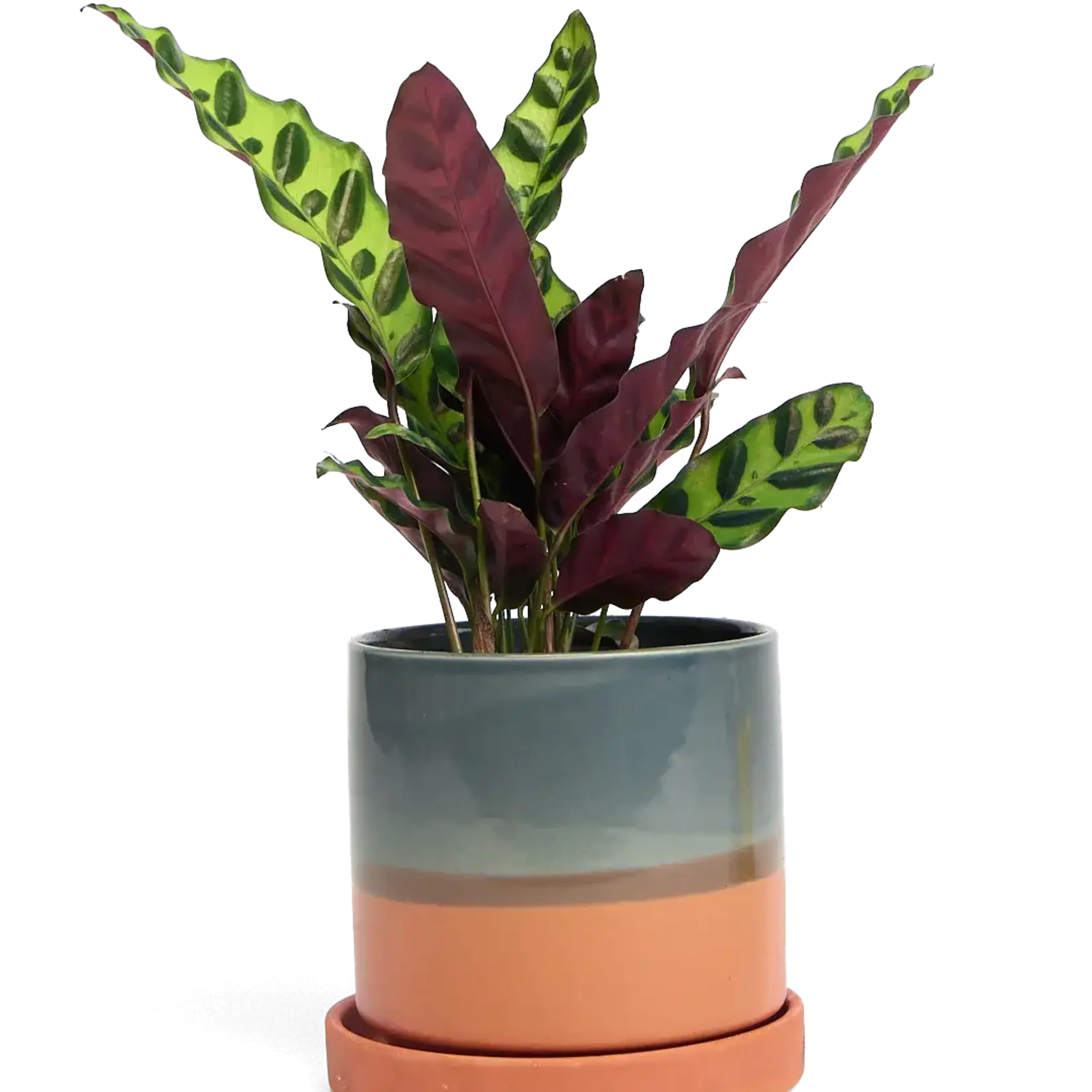 Pot, Terracotta & Blue w/s 5 in