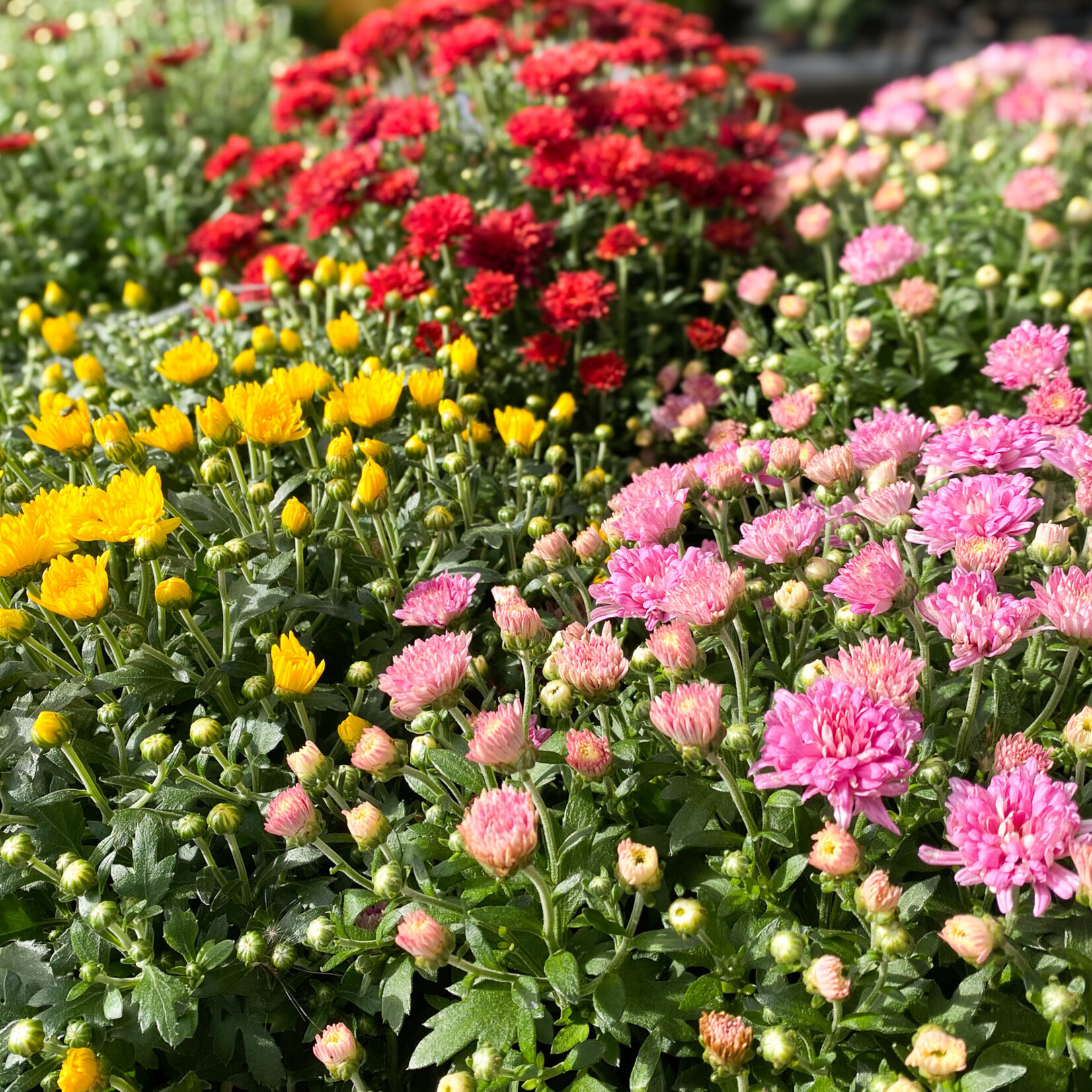 Mum, Garden 10 in
