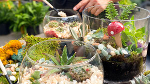 Terrific Terrariums