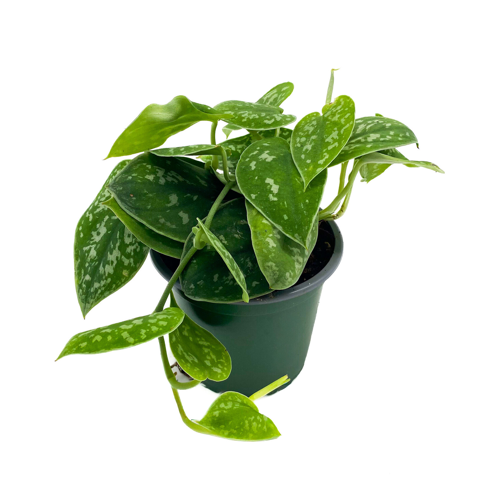 Pothos, Satin 4 in