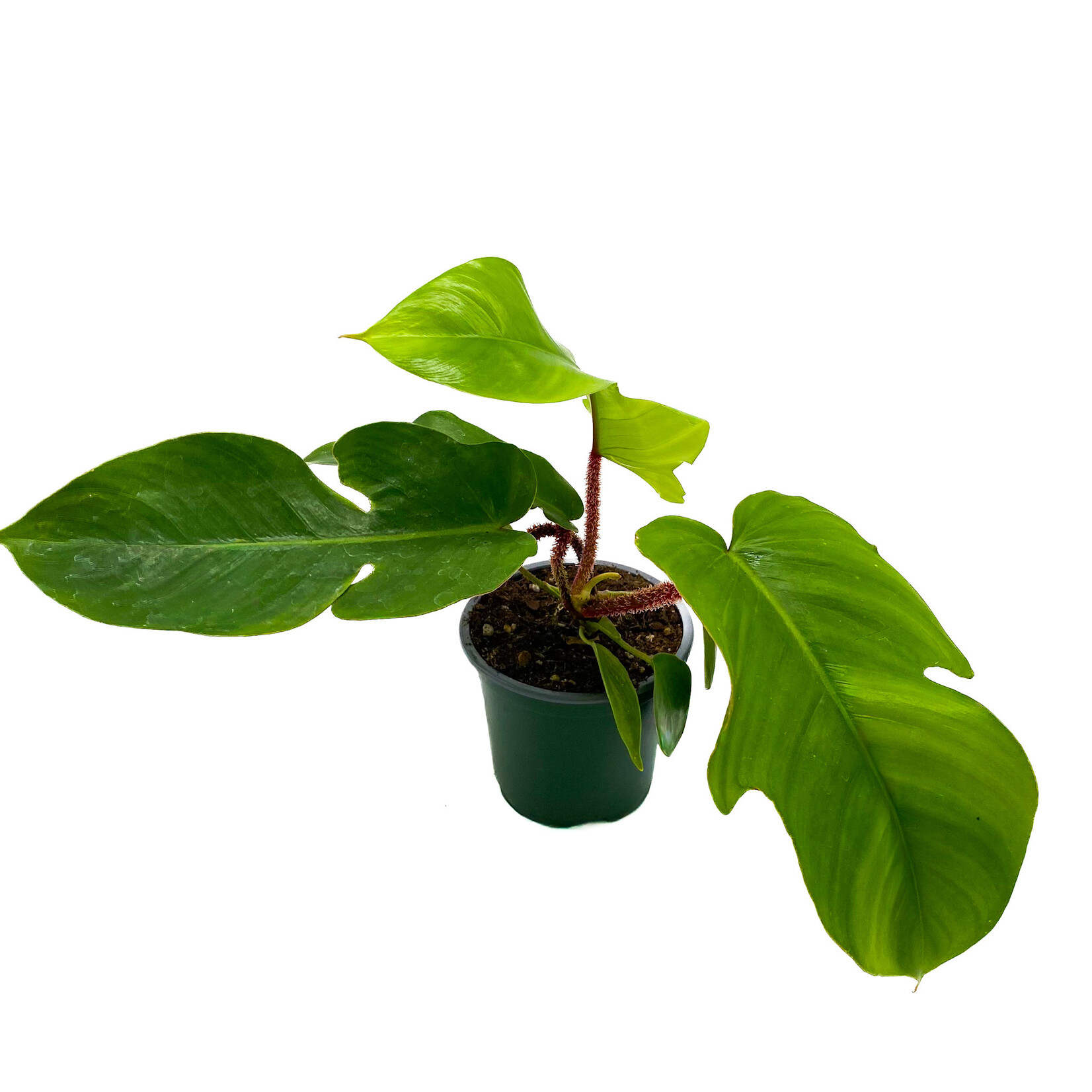Philodendron, Fuzzy Petiole 4 in