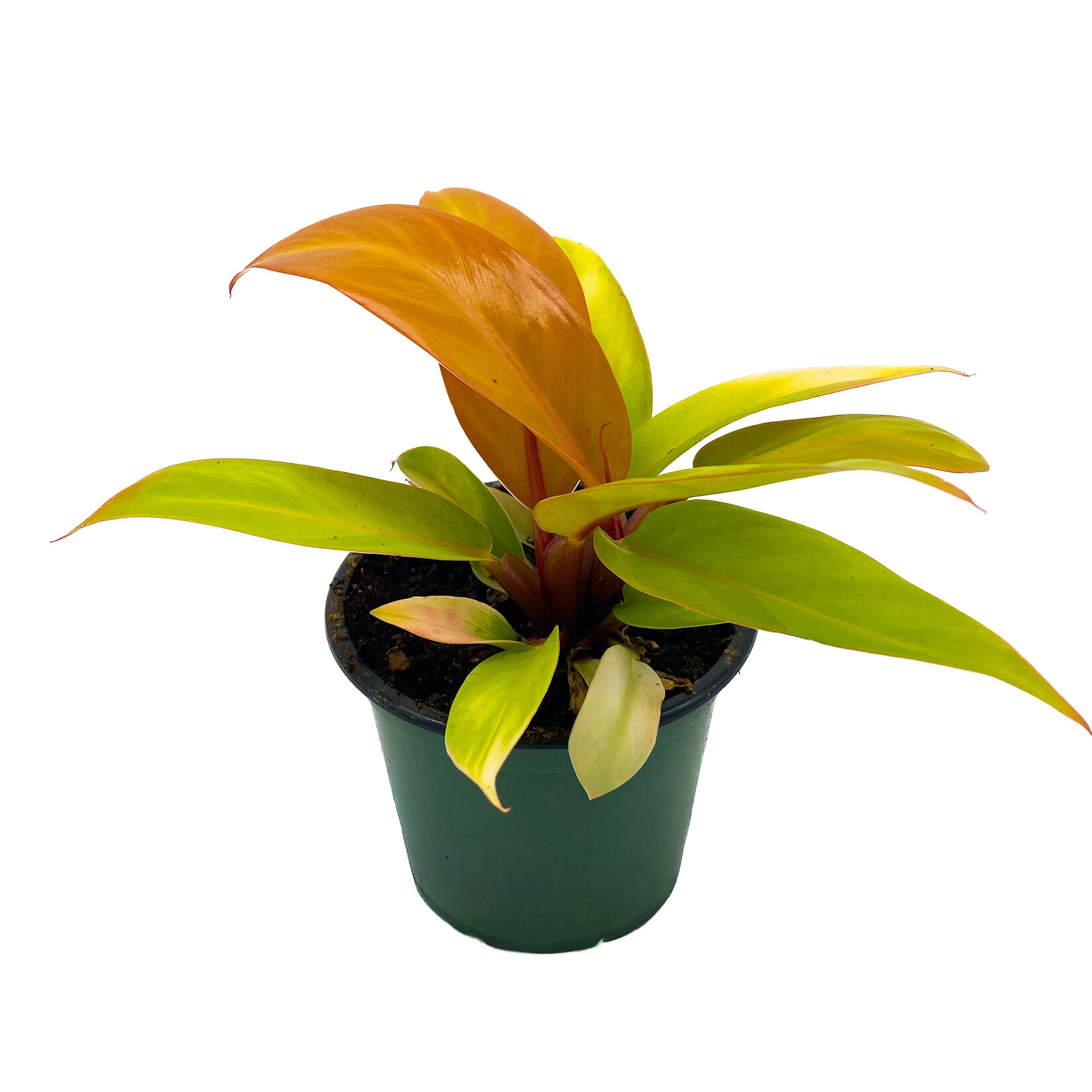 Philodendron, Prince Orange 4 in