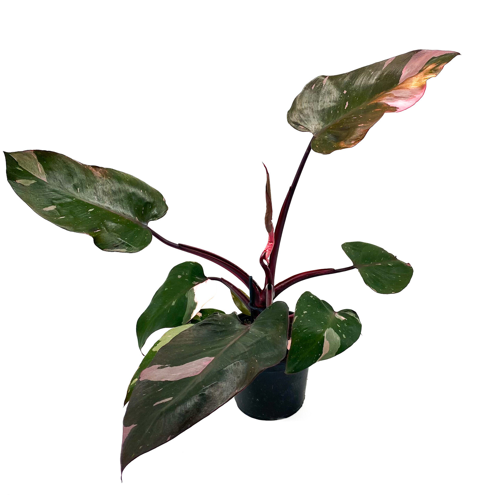 Philodendron, Pink Princess 6 in