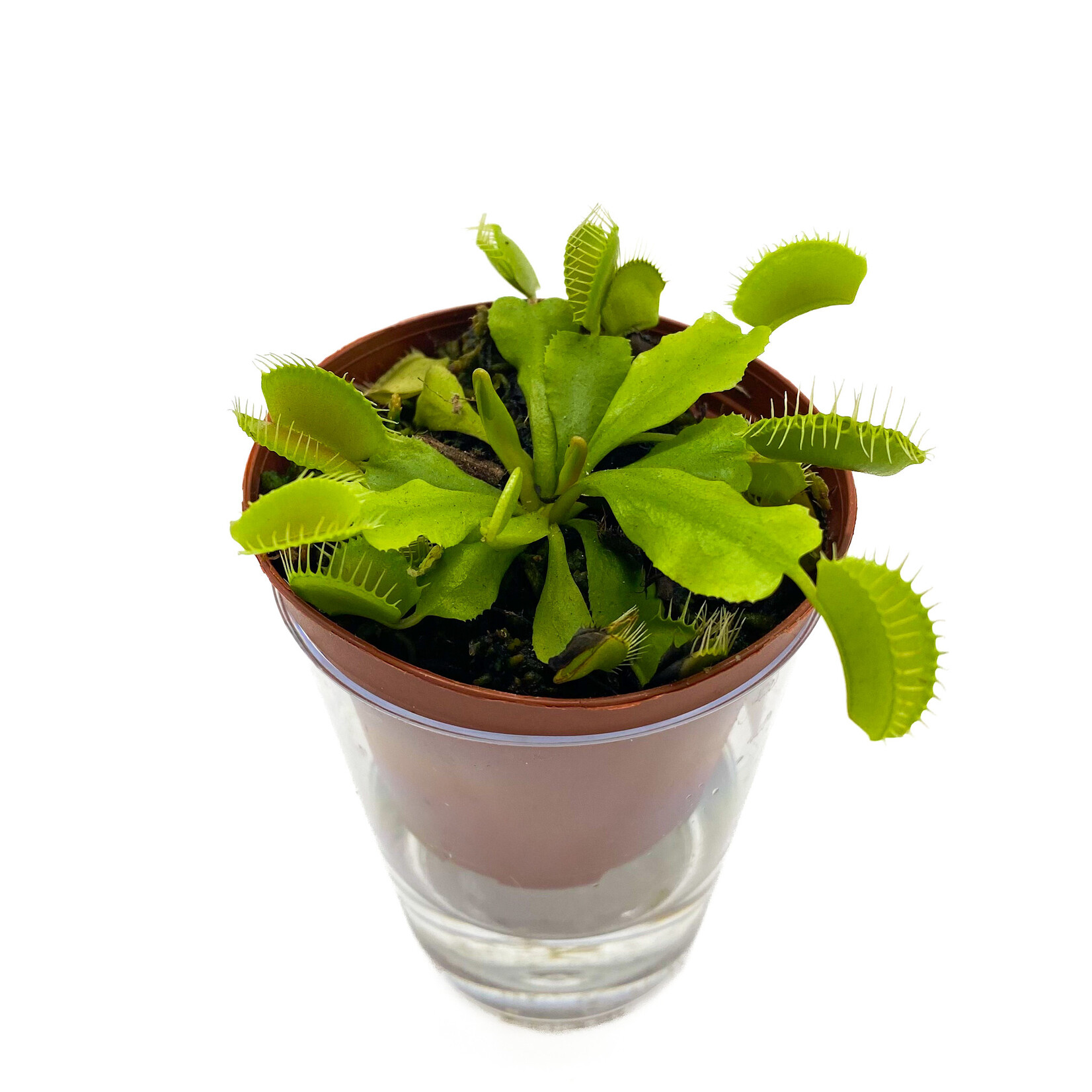 Venus Fly Trap, 3 in