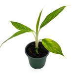 Chinese Evergreen, 4 in