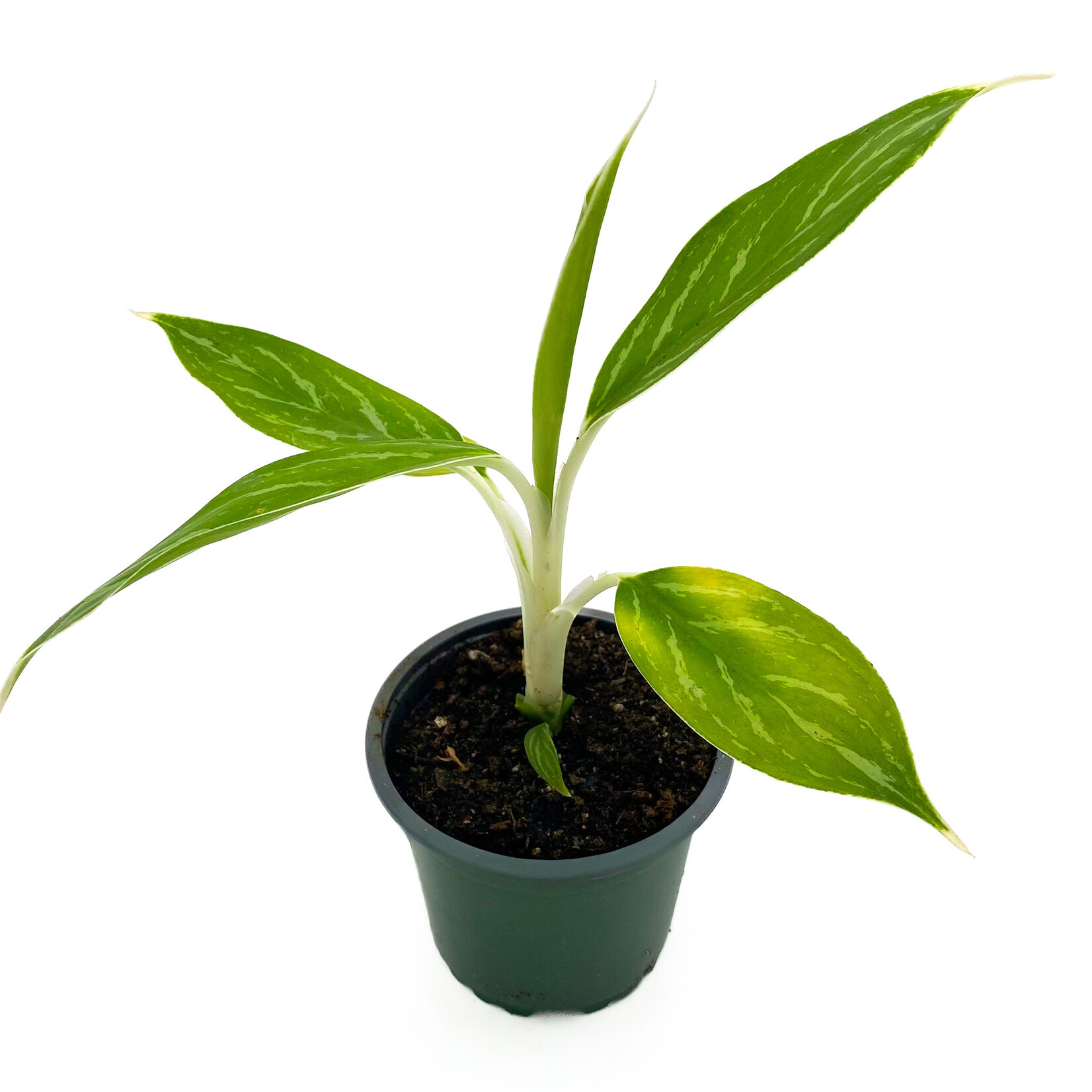 Chinese Evergreen, 4 in