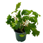 Ivy, Danish 4 in