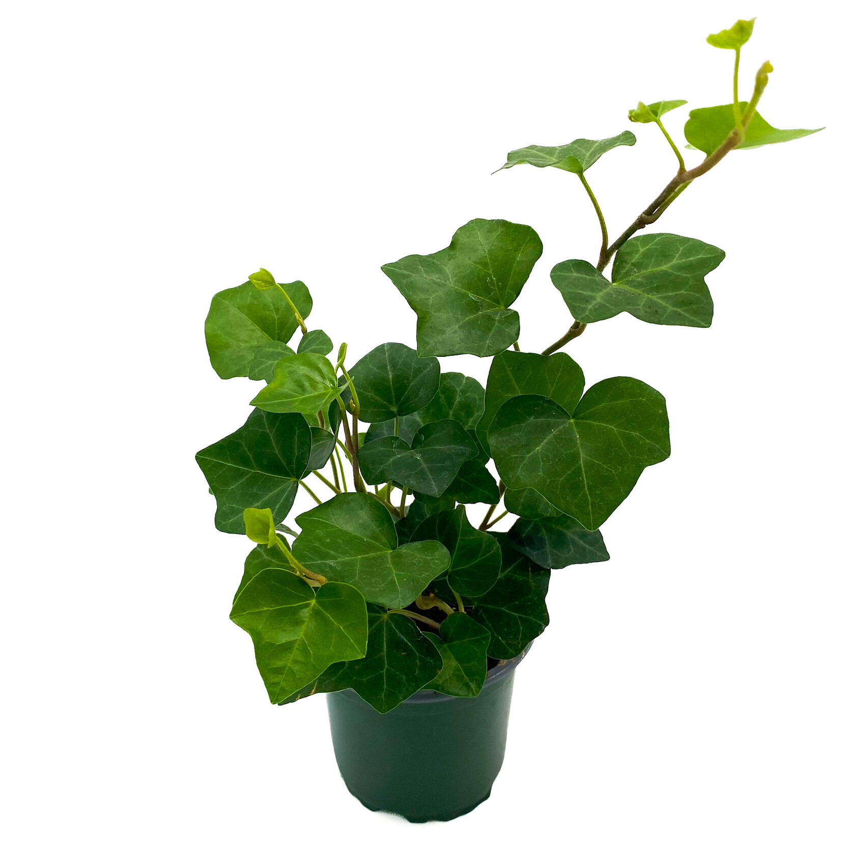 Ivy, English 4 in