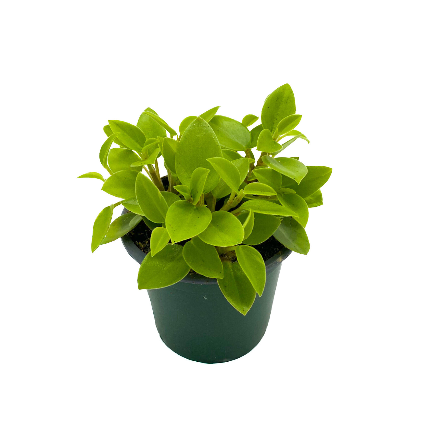 Peperomia, Astrid 4 in