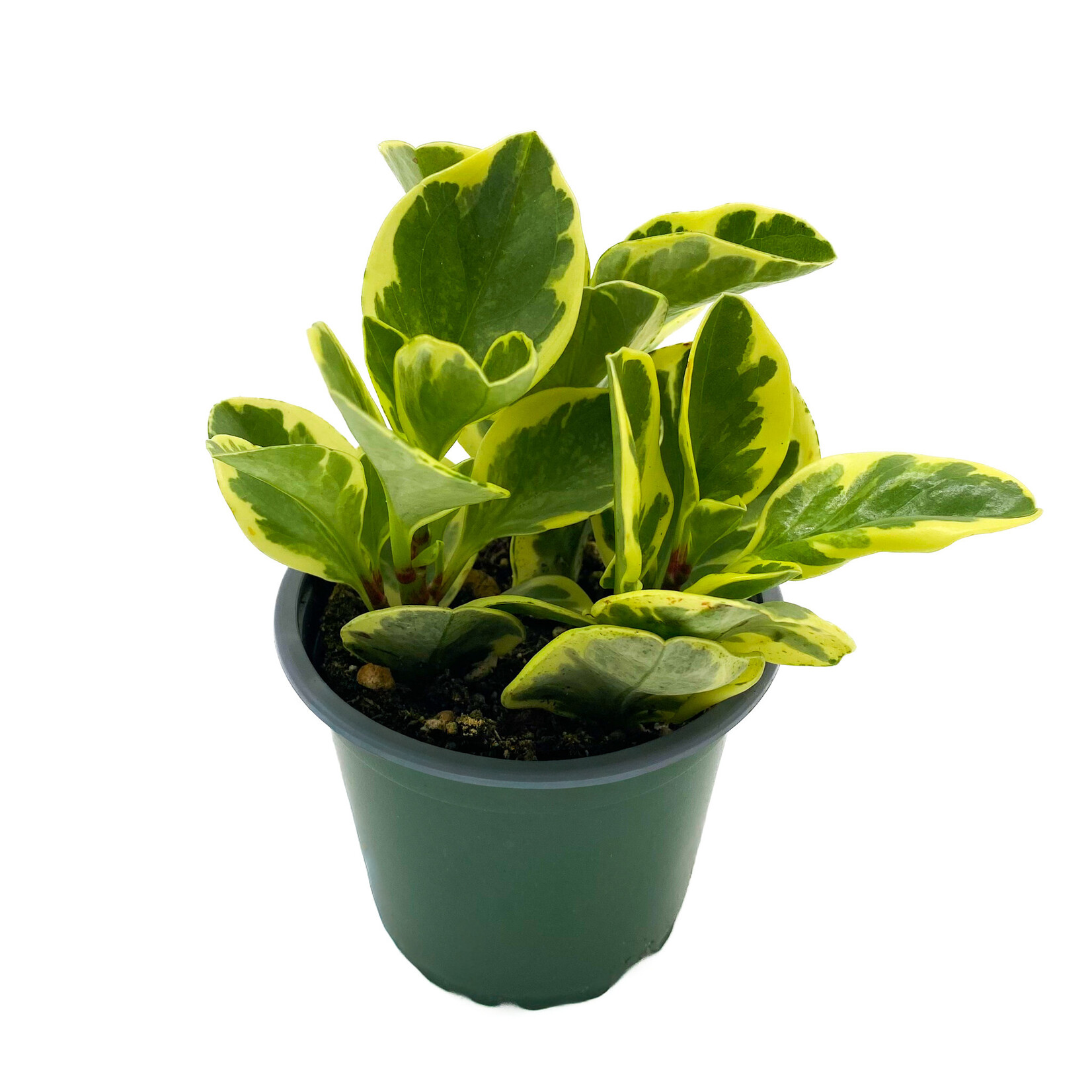 Peperomia, Variegated 4 in