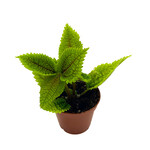 Pilea, Moon Valley 2.25 in