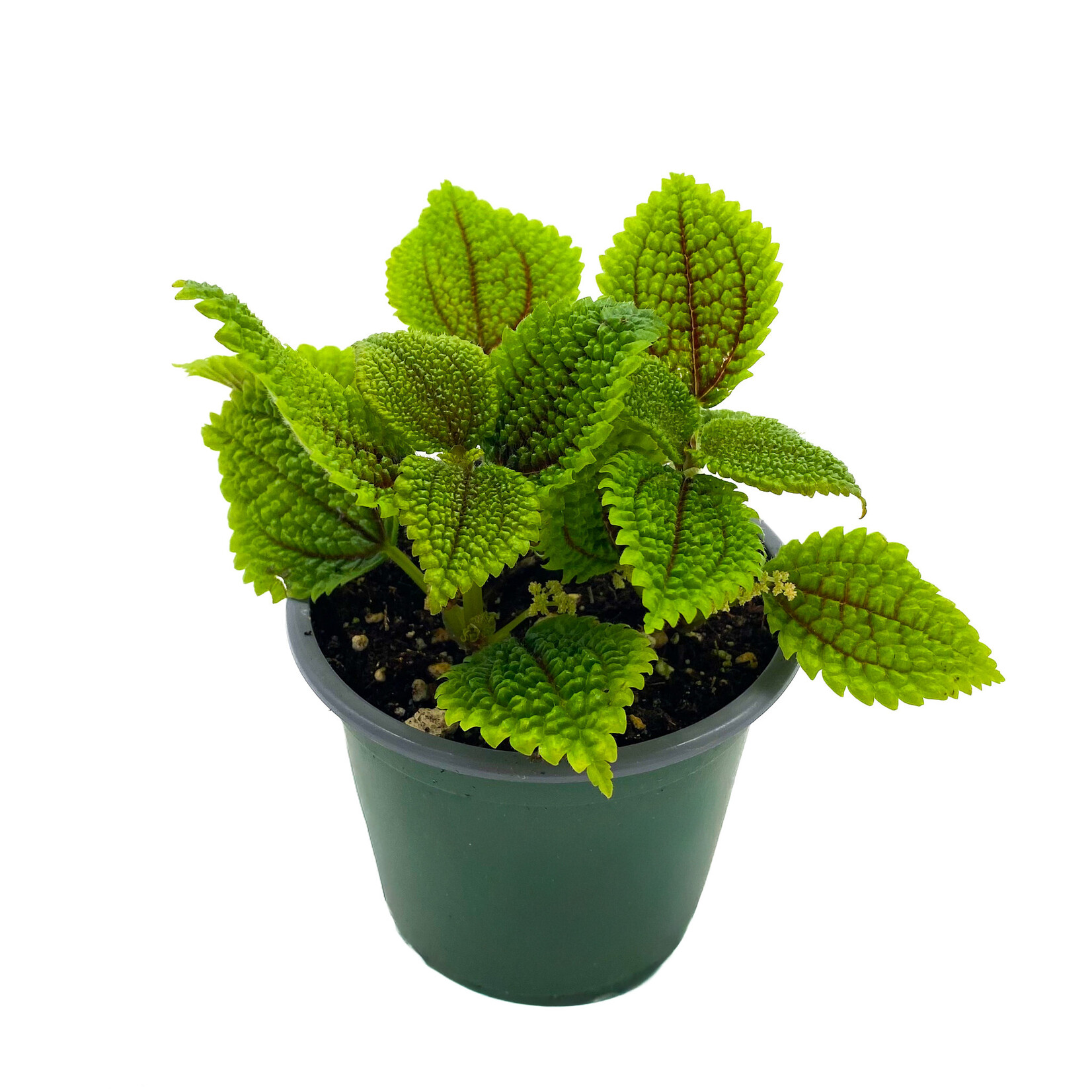 Pilea, Moon Valley 4 in