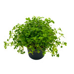 Pilea, Baby Tear Green 4 in
