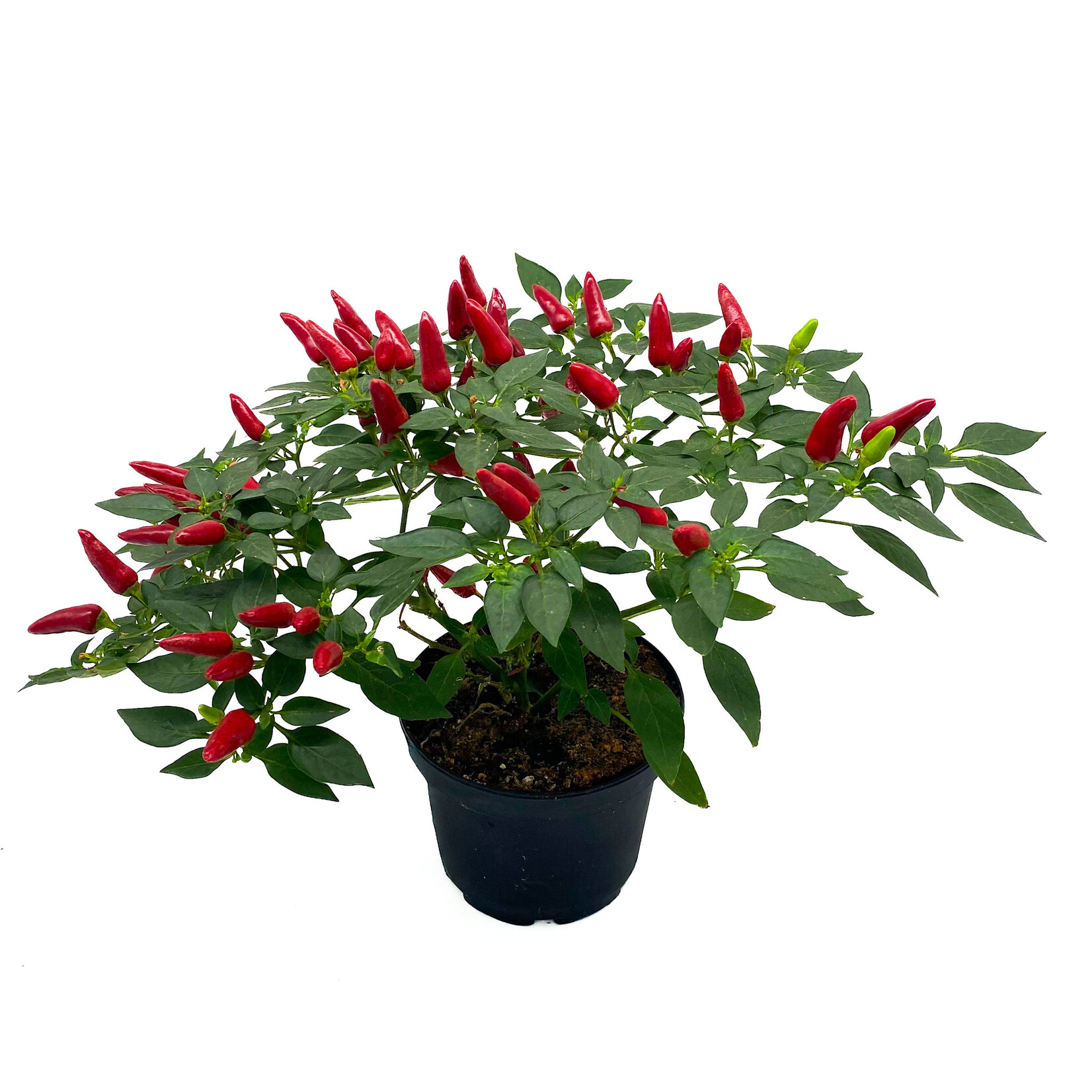 Pepper, Ornamental 6 in