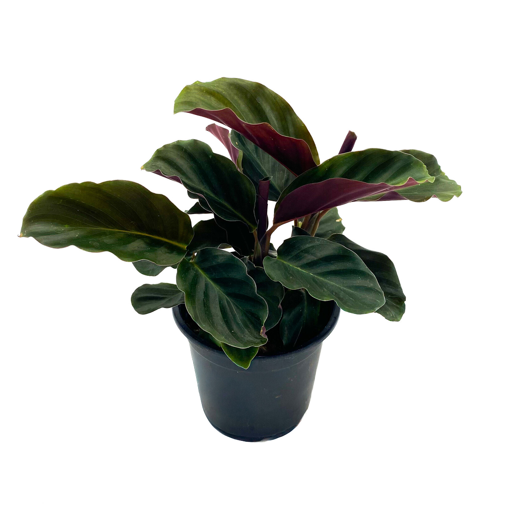 Calathea, Assorted 4 in