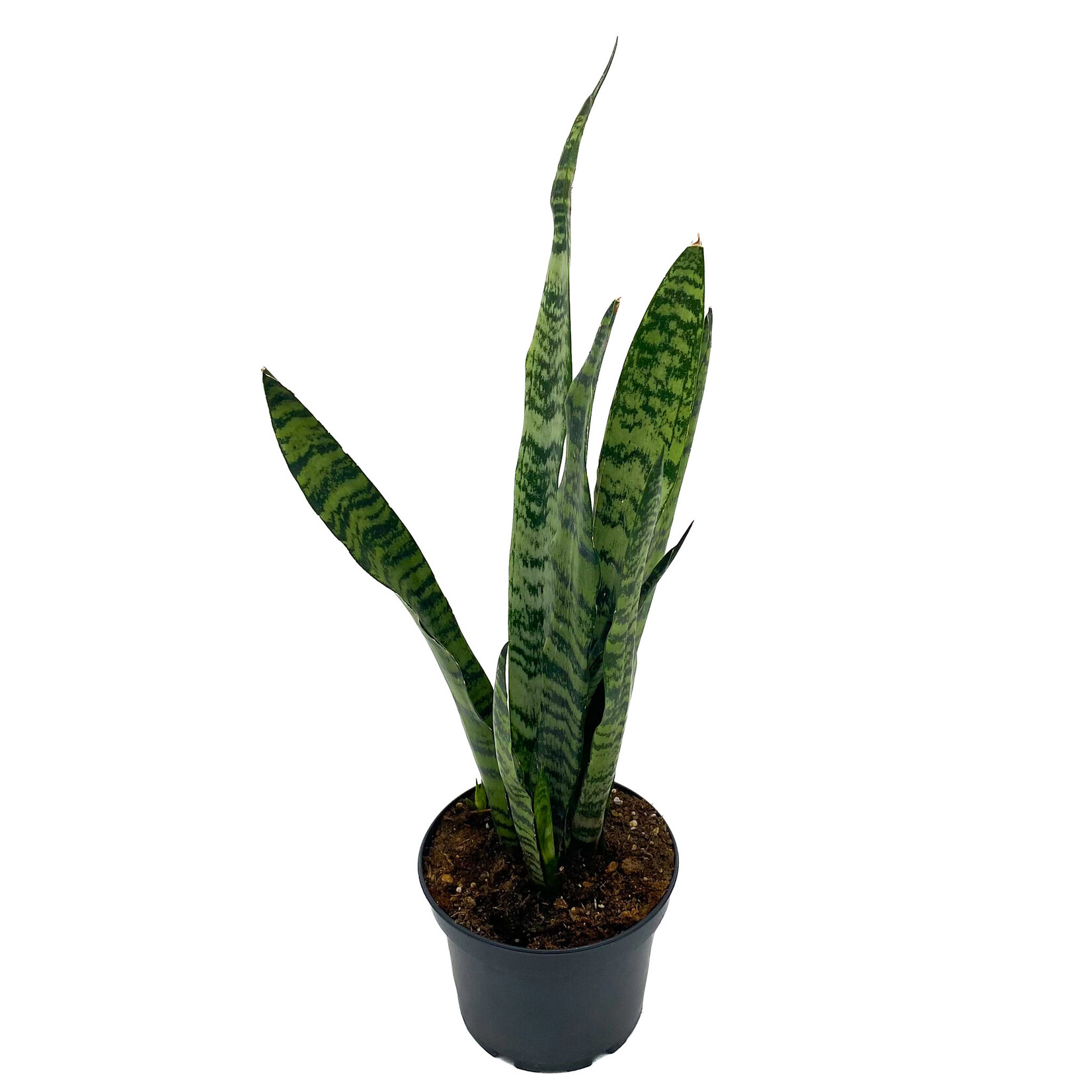 Snake Plant, Green 6 in