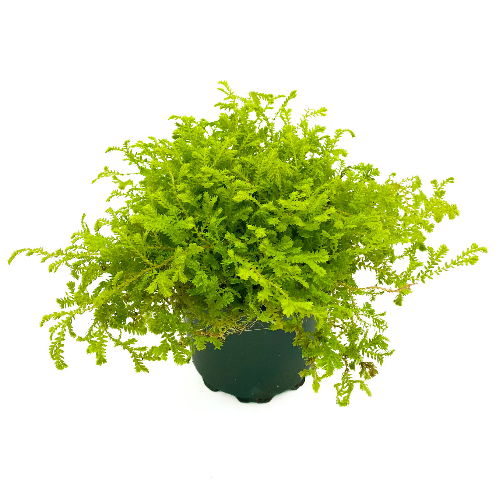 Club Moss, Golden 4 in