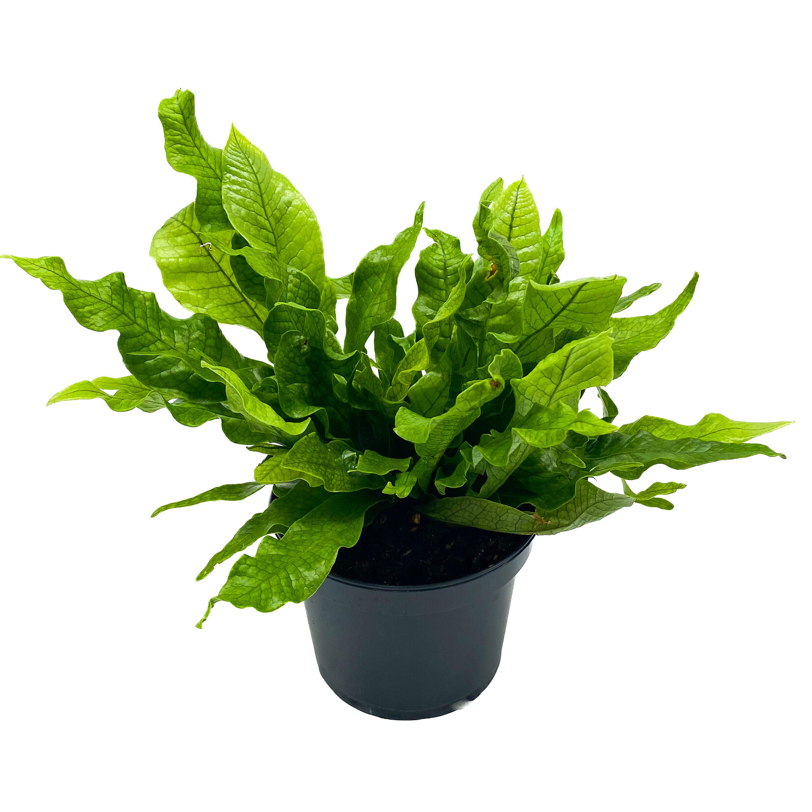 Fern, Crocodile 6 in