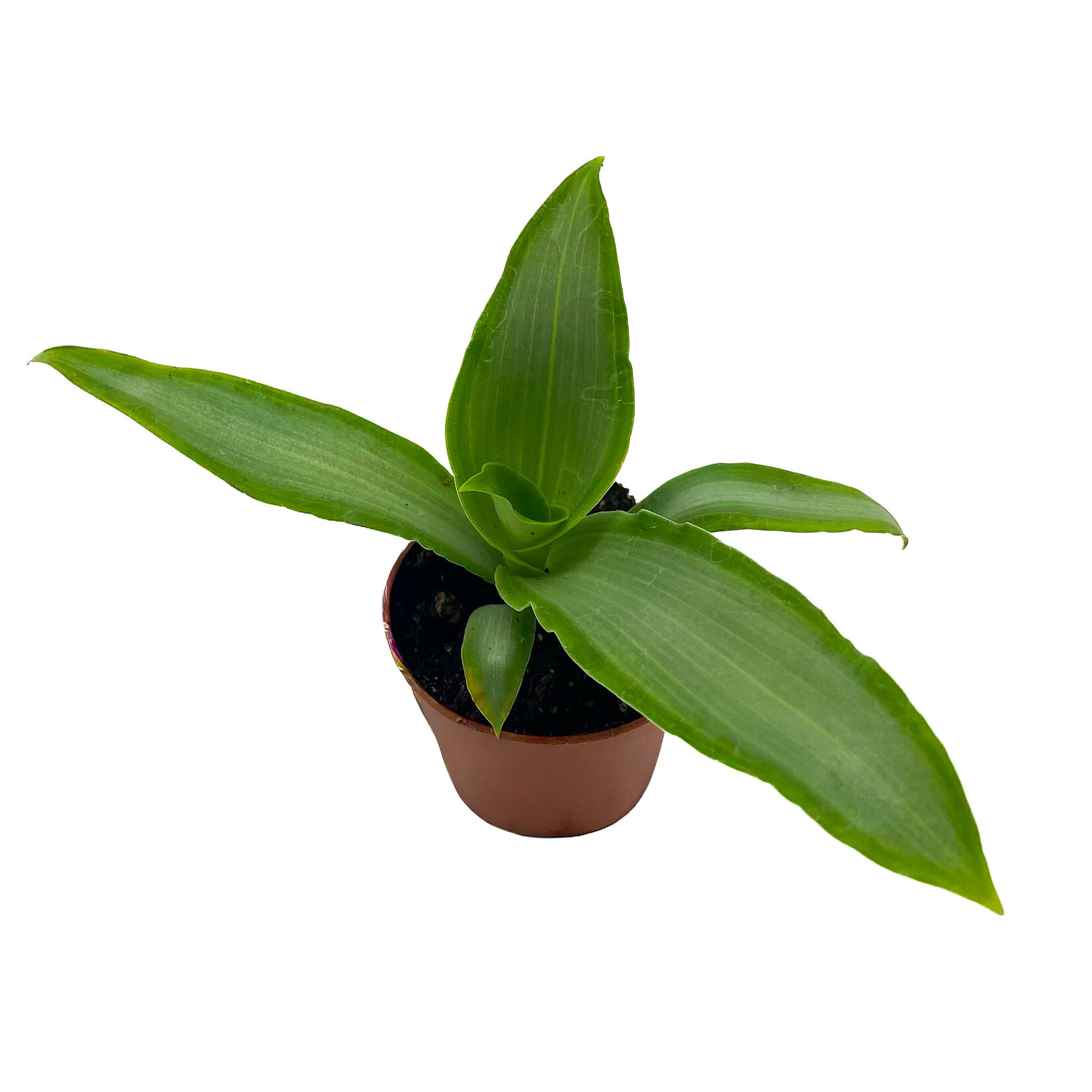 Tradescantia, Silver 2.25 in