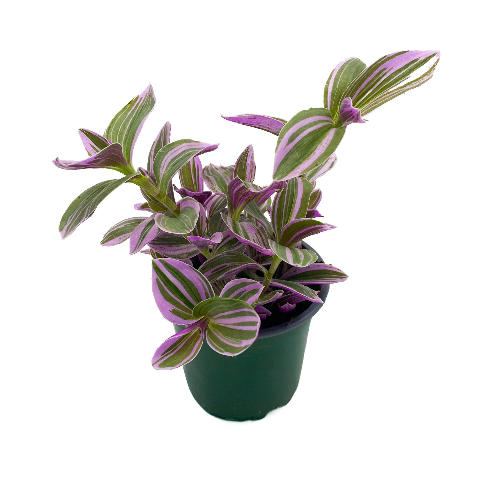 Tradescantia, Sweetness 4 in