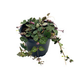 String of Hearts, 4 in