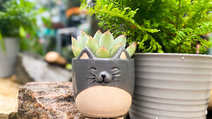 Pet-Friendly Plants!
