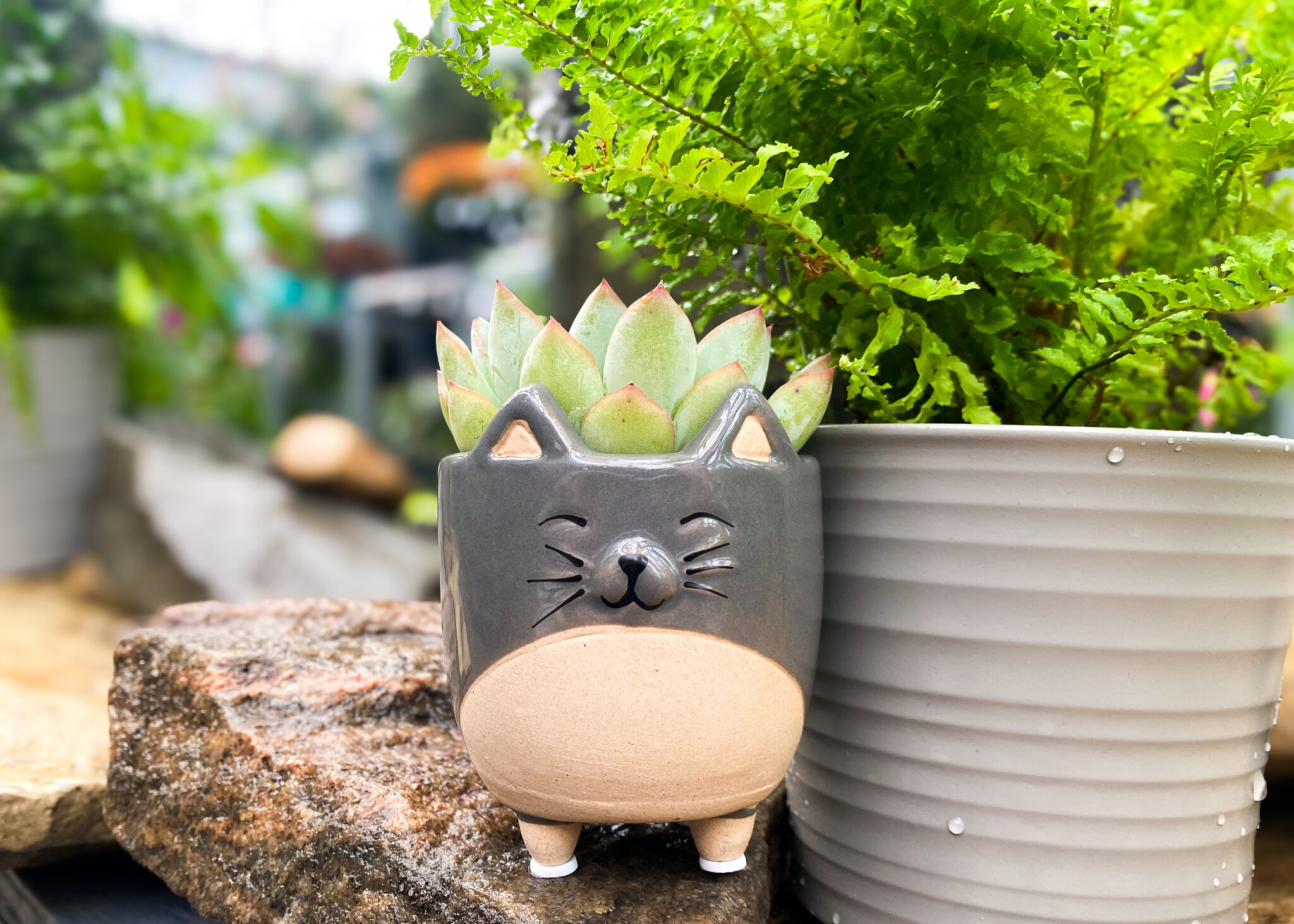 Pet-Friendly Plants!