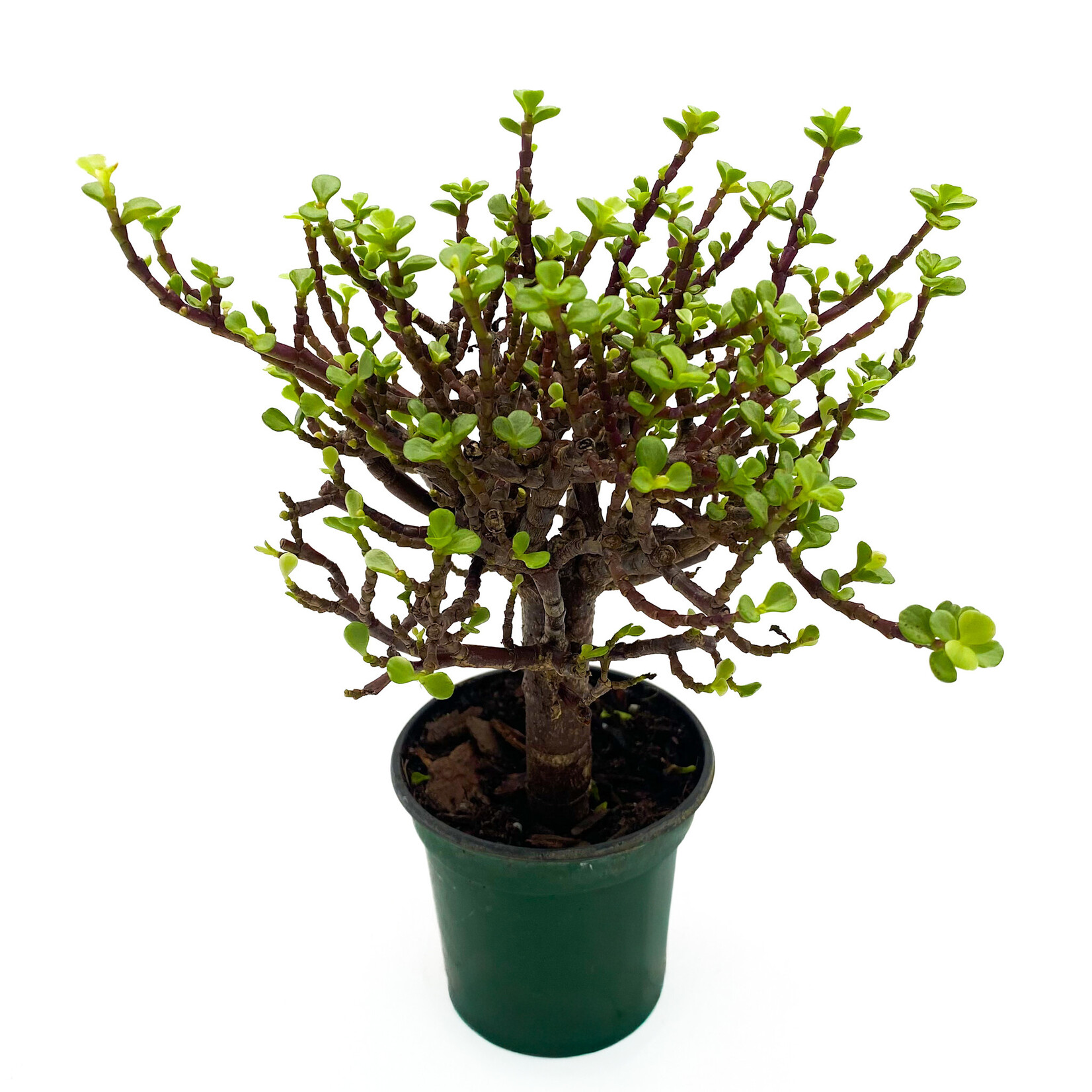 Bonsai, Jade Standard 6 in