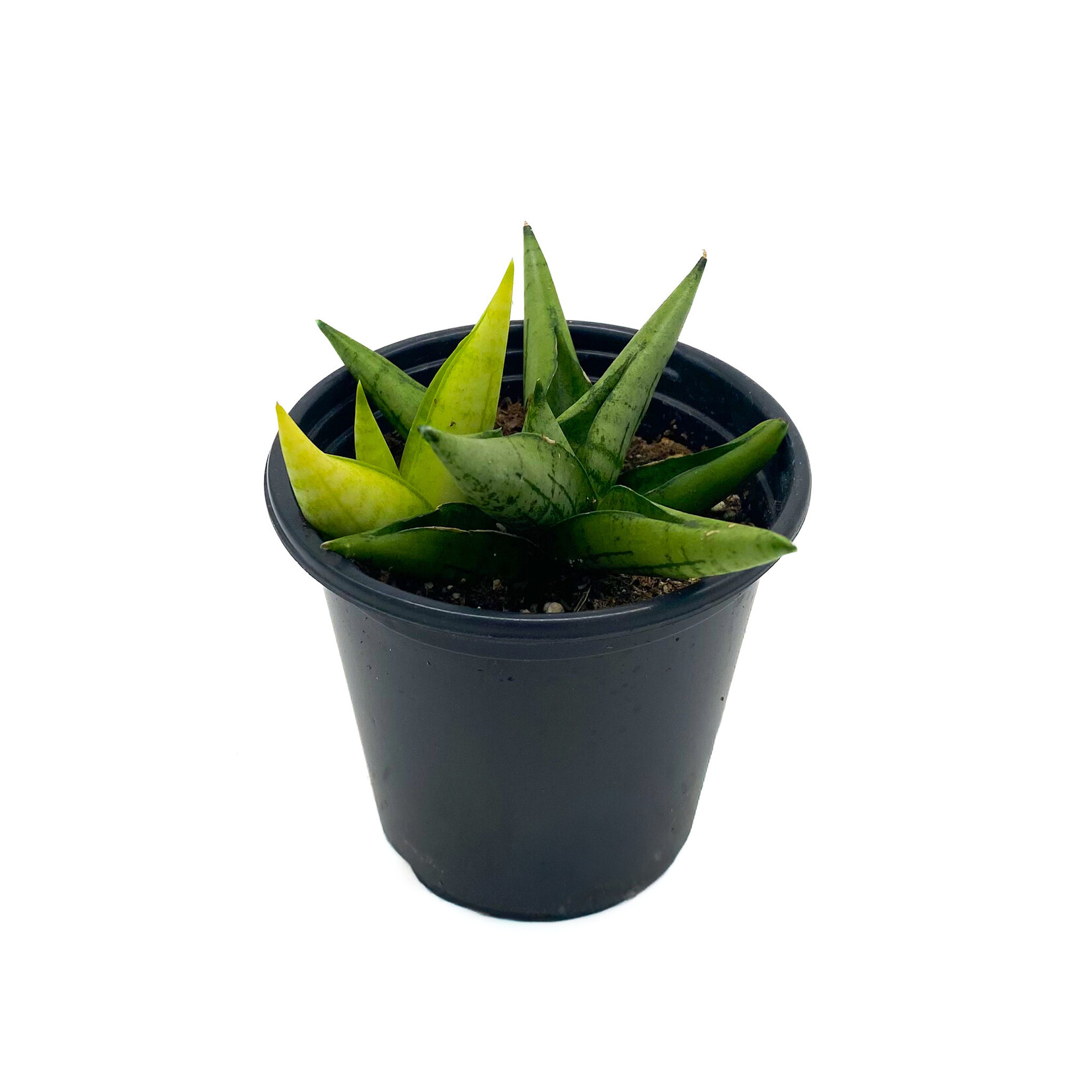 Sansevieria, Boncel Swirl 4 in