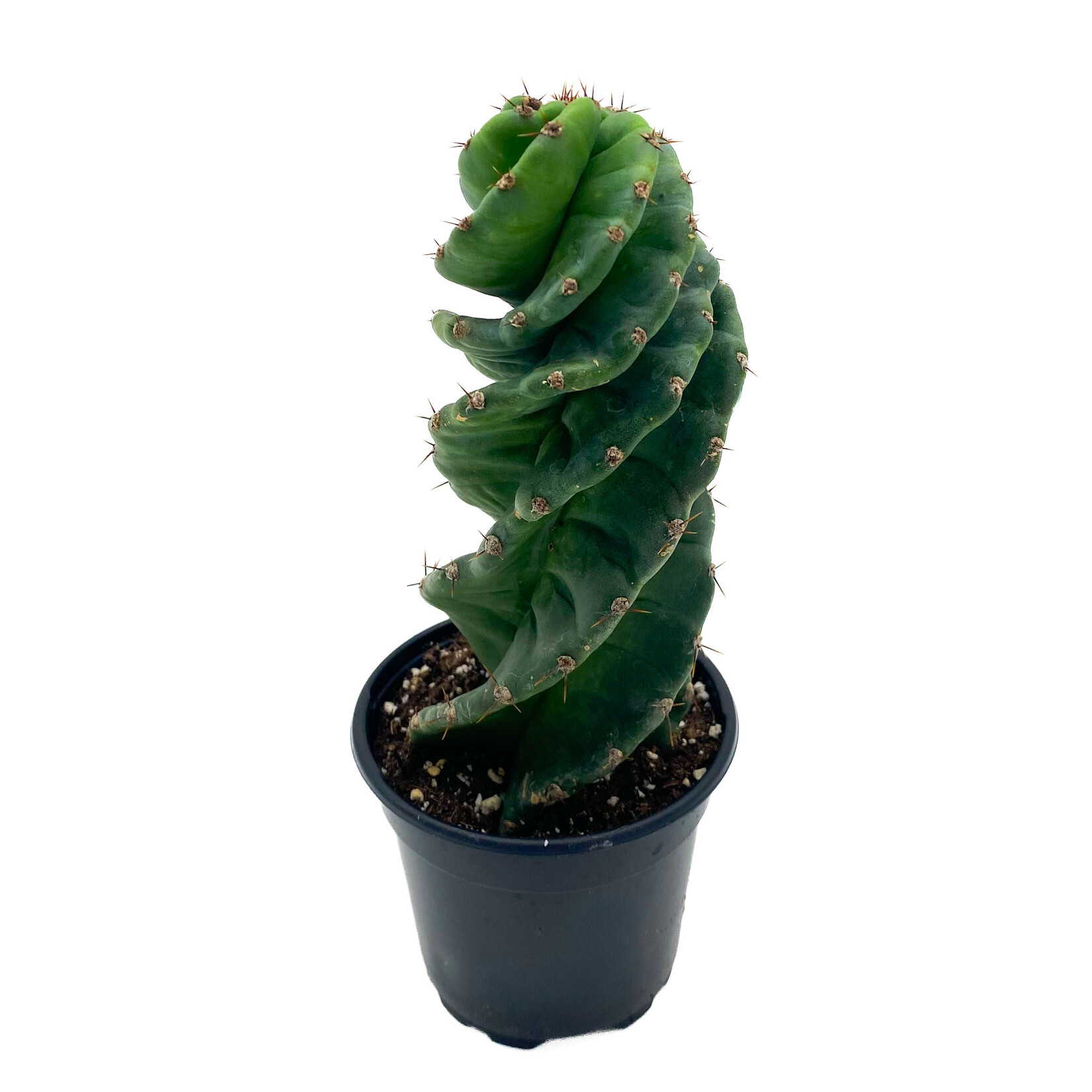 Cactus, Cereus Forbesii Spiralis 4 in