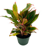 Aglaonema, Chinese Evergreen Siam Red 6 in