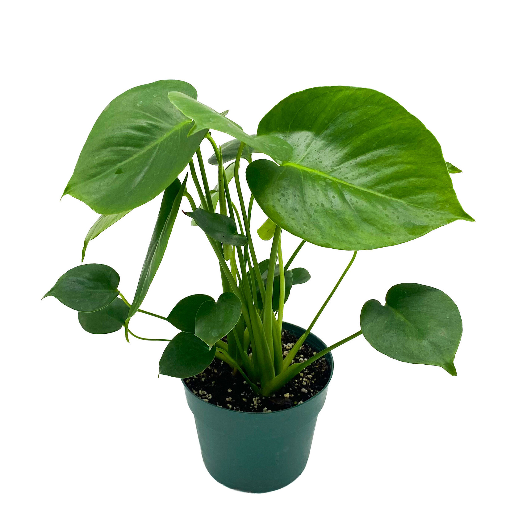 Monstera, Deliciosa 6 in