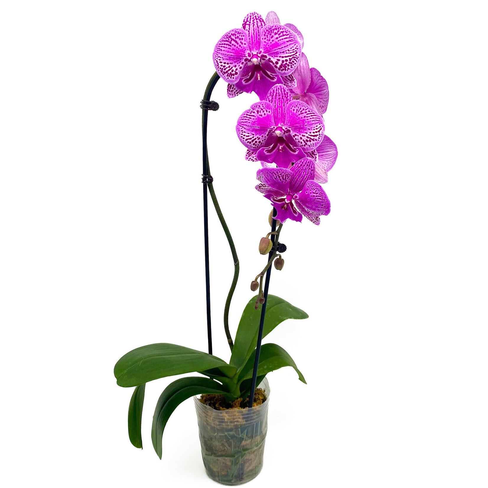 Phalaenopsis, Waterfall Asst 5 in