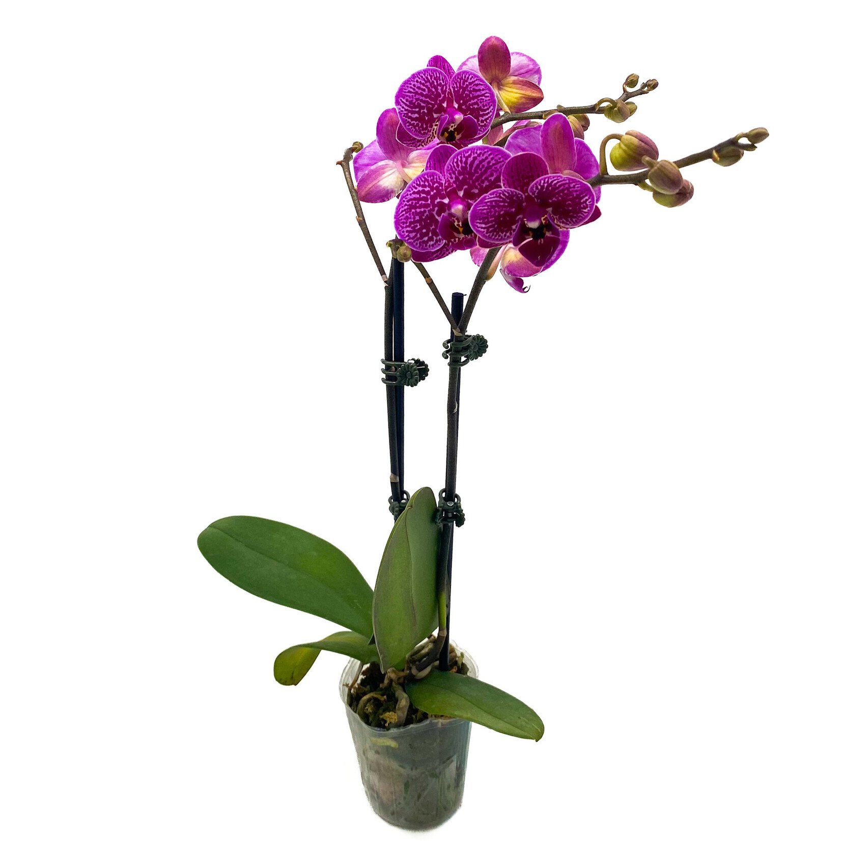 Phalaenopsis, Asst 3.5 in