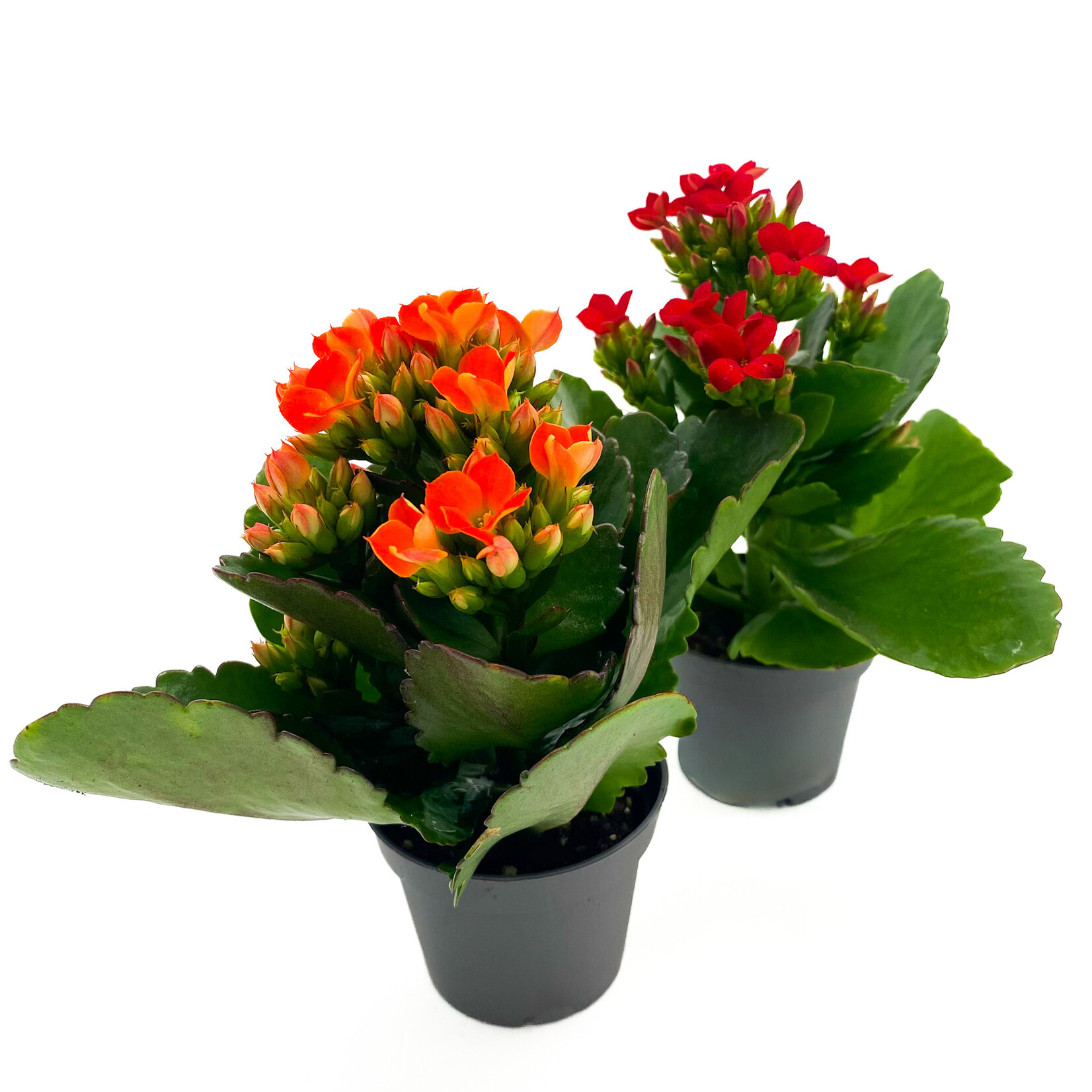 Kalanchoe, 2.5 in