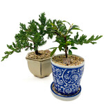 Bonsai, Asst 3 in