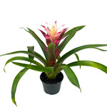Bromeliad,  Flaming Sword 6 in