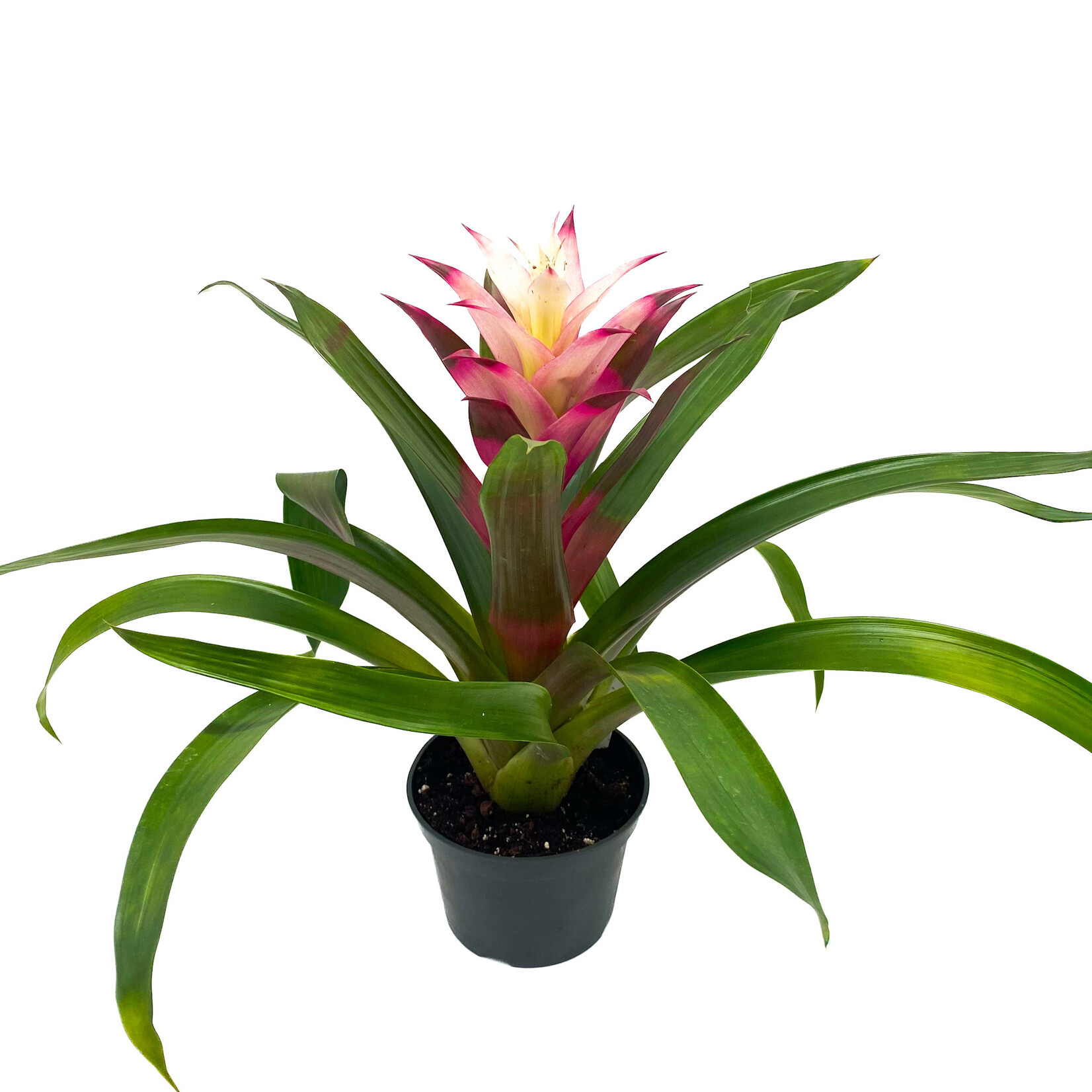 Bromeliad, Vriesea Flaming Sword 6 in