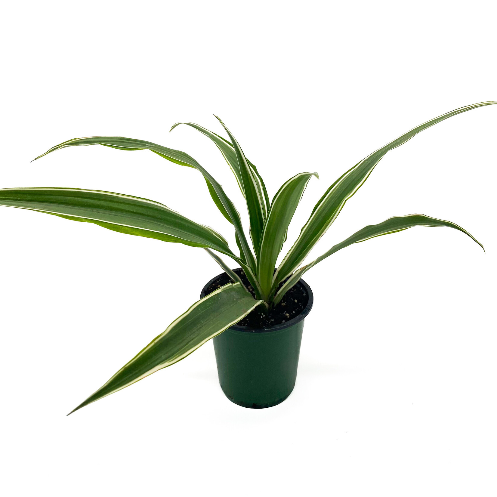 Dracaena, 3.5 in