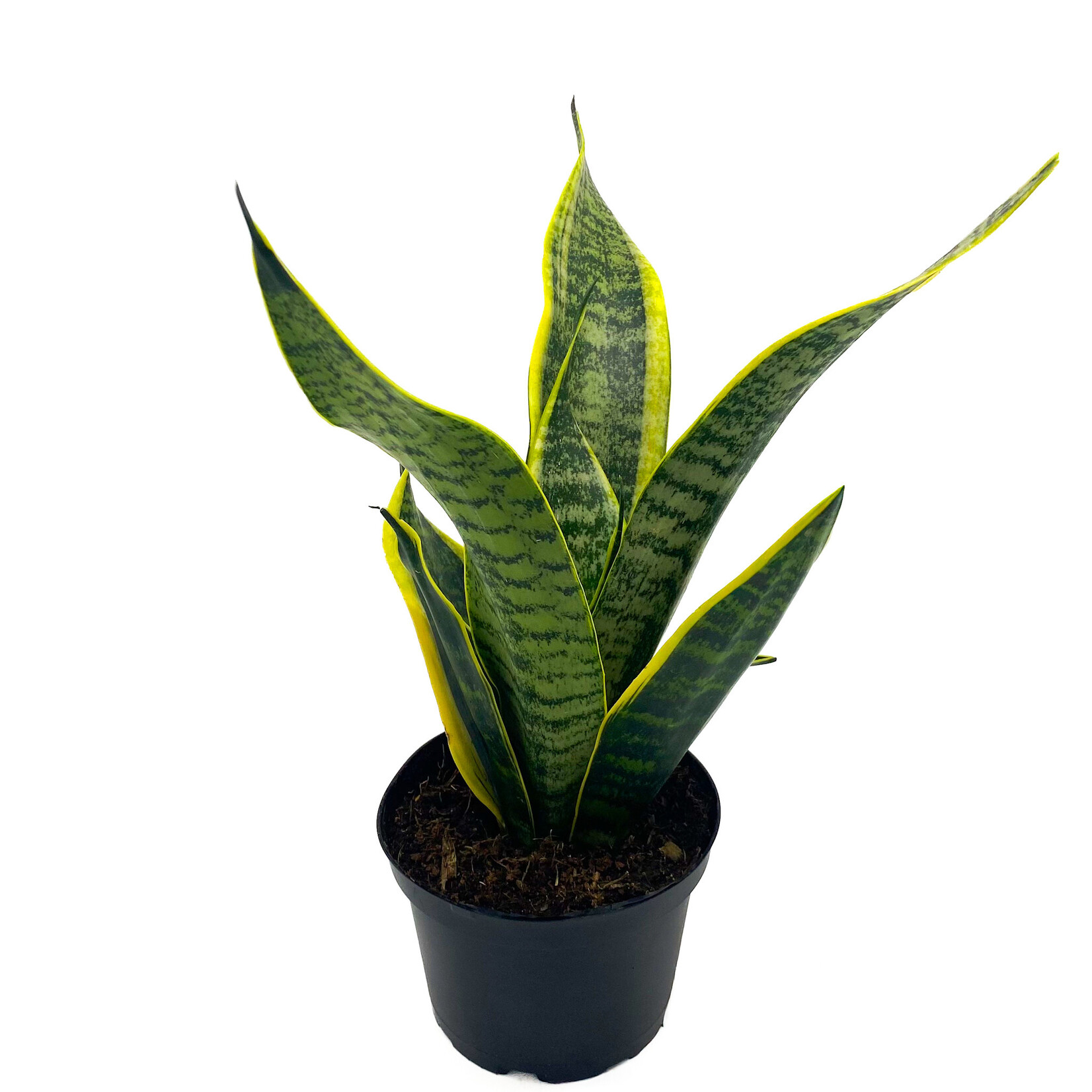 Snake Plant, Green 6 in