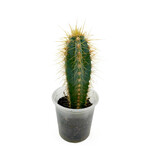 Cactus, Pilosocereus Pachyciadus 2.25 in