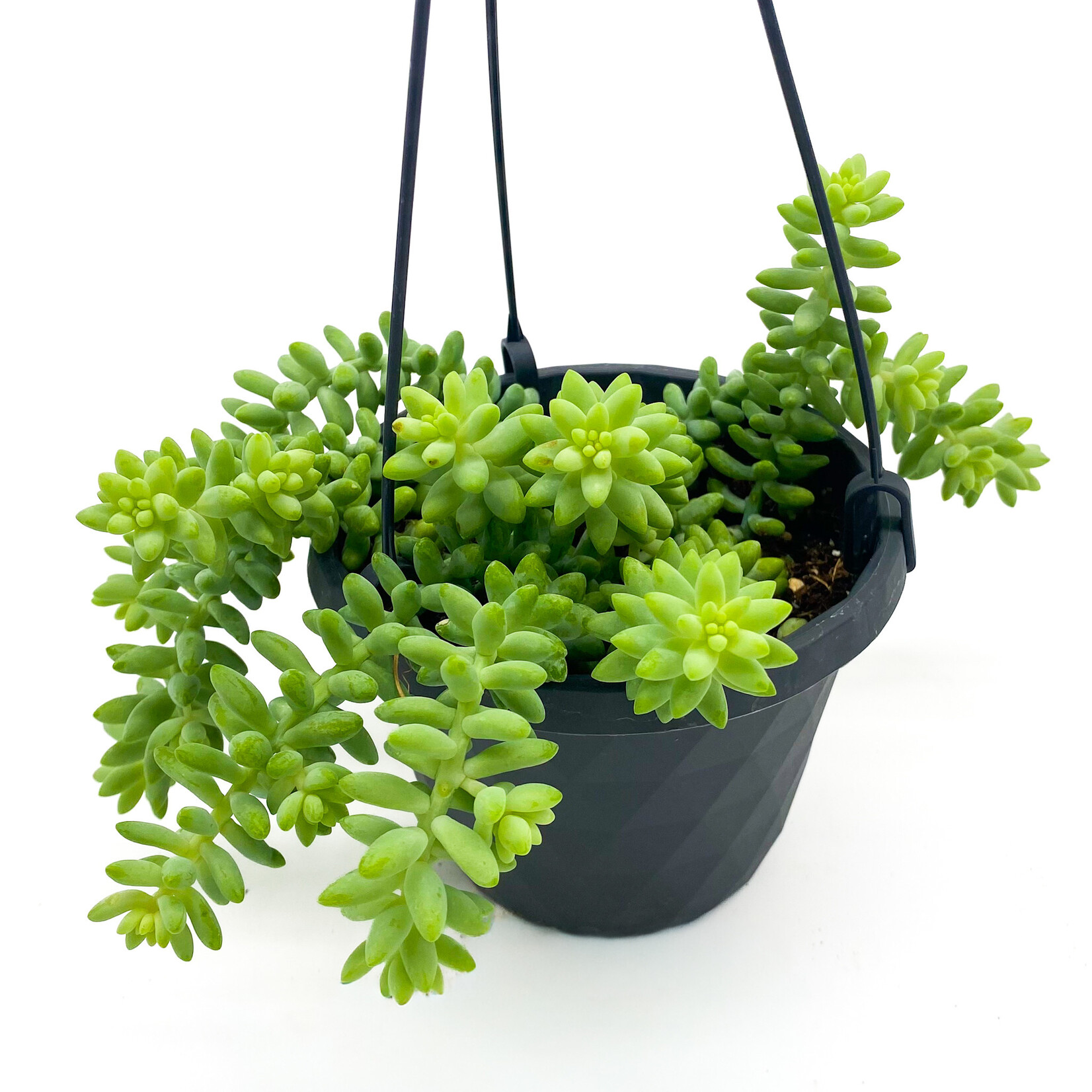 Burro’s Tail, 6 in