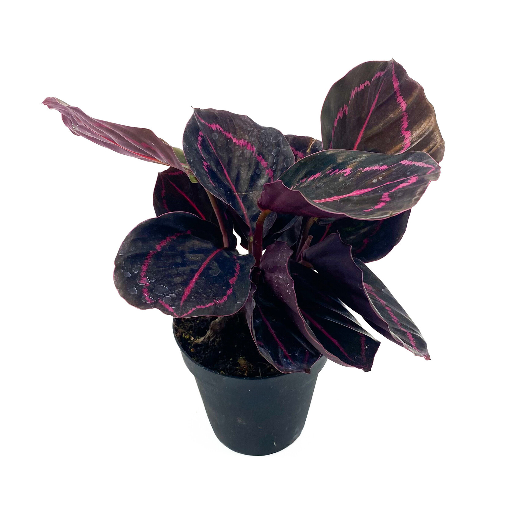 Calathea, Roseopicta 4 in