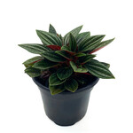 Peperomia, Rosso 4in