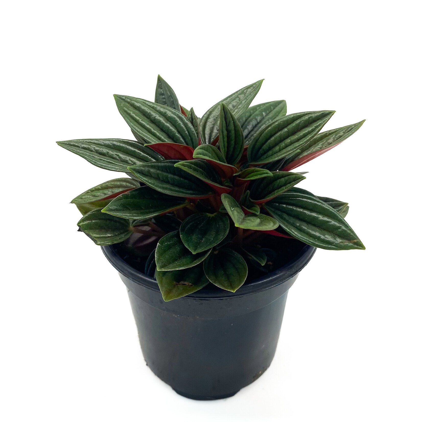 Peperomia, Rosso 4 in