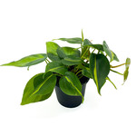 Philodendron, Lemon Cordatum Brasil 4 in